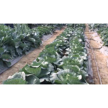 Round green  vegetable hybrid f1 chinese cabbage  seeds